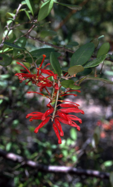 APII jpeg image of Grevillea parvula  © contact APII