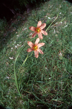 APII jpeg image of Moraea flaccida  © contact APII
