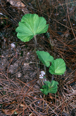 APII jpeg image of Pelargonium inodorum  © contact APII