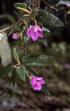 APII jpeg image of Howittia trilocularis  © contact APII