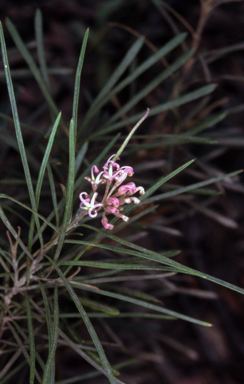 APII jpeg image of Grevillea patulifolia  © contact APII