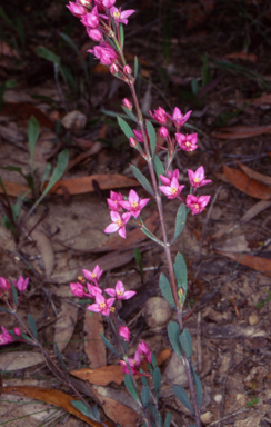 APII jpeg image of Boronia barkeriana subsp. angustifolia  © contact APII