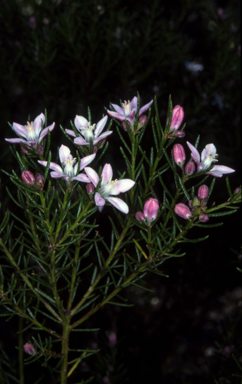 APII jpeg image of Philotheca salsolifolia subsp. salsolifolia  © contact APII