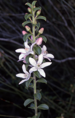 APII jpeg image of Philotheca buxifolia subsp. obovata  © contact APII