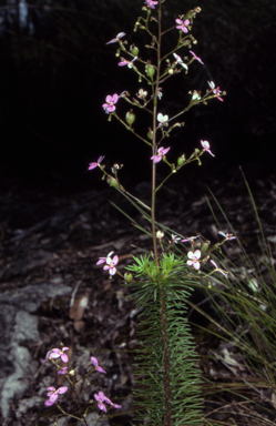 APII jpeg image of Stylidium laricifolium  © contact APII
