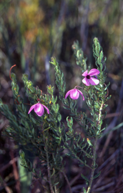 APII jpeg image of Tetratheca pilosa subsp. latifolia  © contact APII