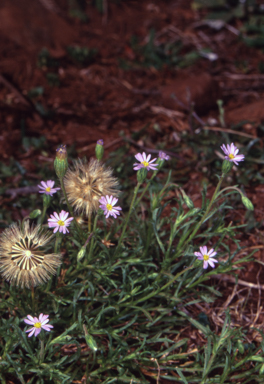APII jpeg image of Vittadinia muelleri  © contact APII