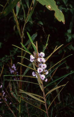 APII jpeg image of Hovea longifolia  © contact APII
