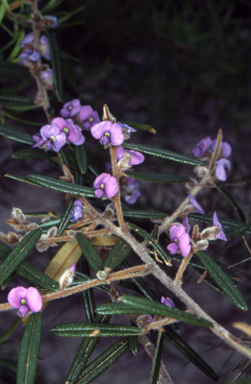 APII jpeg image of Hovea purpurea  © contact APII