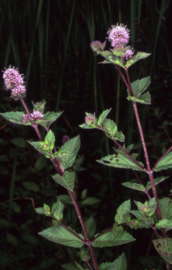 APII jpeg image of Mentha piperita  © contact APII