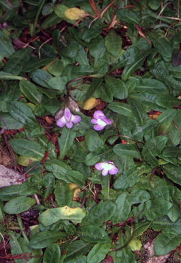 APII jpeg image of Mazus pumilio  © contact APII