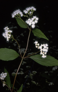 APII jpeg image of Ageratina riparia  © contact APII