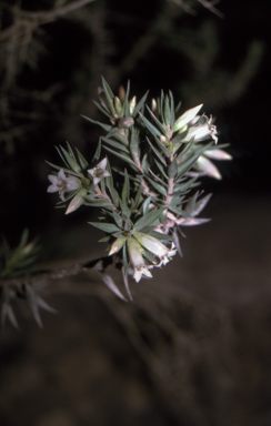 APII jpeg image of Epacris calvertiana var. calvertiana  © contact APII