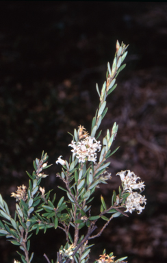 APII jpeg image of Acrothamnus hookeri  © contact APII