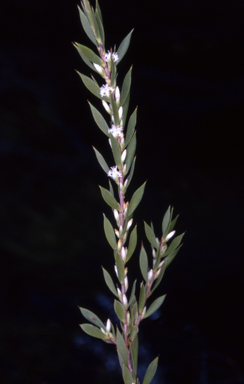 APII jpeg image of Styphelia esquamata  © contact APII