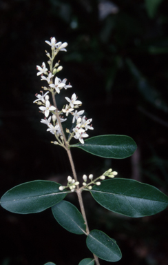 APII jpeg image of Ligustrum sinense  © contact APII