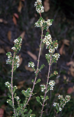 APII jpeg image of Baeckea diosmifolia  © contact APII
