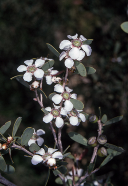 APII jpeg image of Leptospermum laevigatum  © contact APII