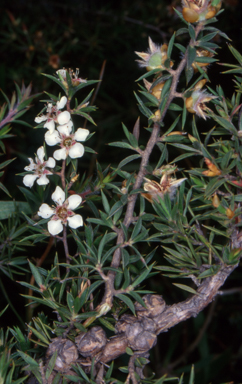 APII jpeg image of Leptospermum arachnoides  © contact APII