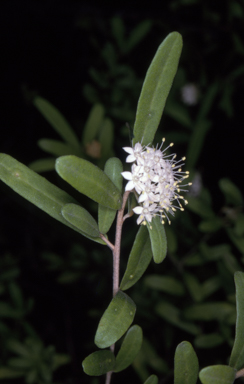 APII jpeg image of Phebalium squamulosum subsp. argenteum  © contact APII