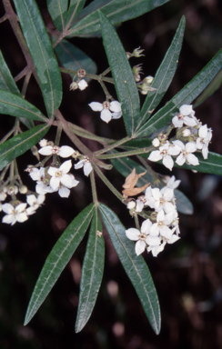 APII jpeg image of Zieria arborescens subsp. arborescens  © contact APII