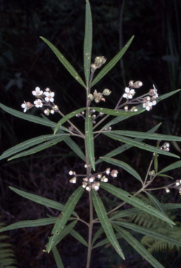 APII jpeg image of Zieria caducibracteata  © contact APII