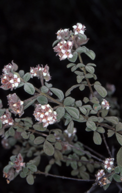 APII jpeg image of Zieria baeuerlenii  © contact APII