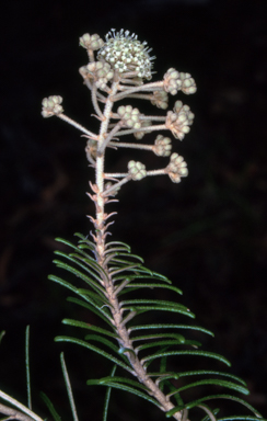 APII jpeg image of Astrotricha linearis  © contact APII