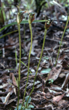 APII jpeg image of Pterostylis pedunculata  © contact APII