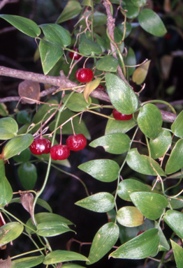 APII jpeg image of Asparagus asparagoides  © contact APII