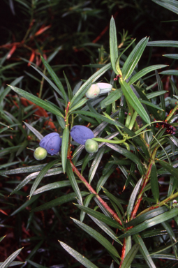 APII jpeg image of Podocarpus spinulosus  © contact APII