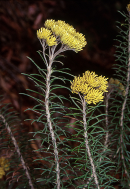 APII jpeg image of Cassinia cunninghamii  © contact APII