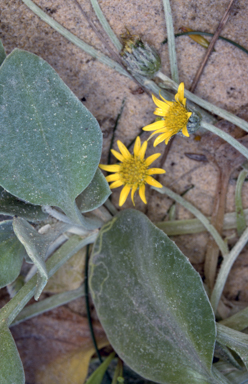 APII jpeg image of Arctotheca populifolia  © contact APII