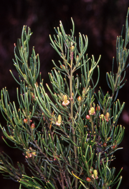 APII jpeg image of Bertya cunninghamii subsp. cunninghamii  © contact APII