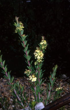 APII jpeg image of Micrantheum hexandrum  © contact APII