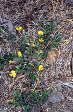 APII jpeg image of Pultenaea pedunculata  © contact APII