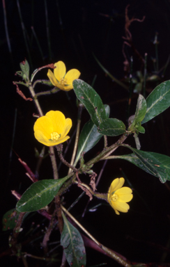 APII jpeg image of Ludwigia peploides subsp. montevidensis  © contact APII