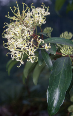 APII jpeg image of Stenocarpus salignus  © contact APII