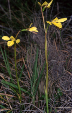 APII jpeg image of Diuris chryseopsis  © contact APII