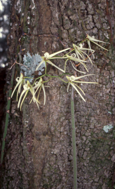 APII jpeg image of Dockrillia teretifolia  © contact APII