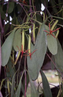 APII jpeg image of Muellerina eucalyptoides  © contact APII