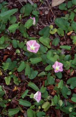 APII jpeg image of Polymeria calycina  © contact APII