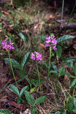 APII jpeg image of Cullen microcephalum  © contact APII