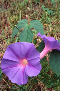 APII jpeg image of Ipomoea indica  © contact APII