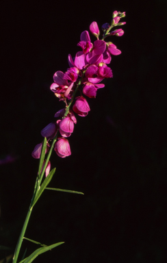 APII jpeg image of Polygala virgata  © contact APII