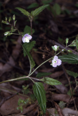 APII jpeg image of Veronica notabilis  © contact APII