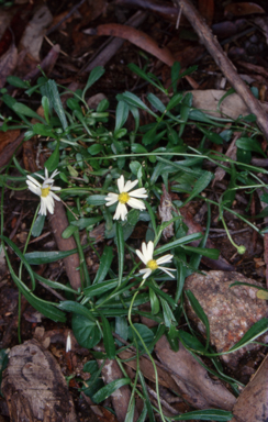 APII jpeg image of Brachyscome aculeata  © contact APII