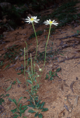 APII jpeg image of Brachyscome staceae  © contact APII