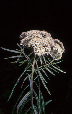 APII jpeg image of Ozothamnus ferrugineus  © contact APII
