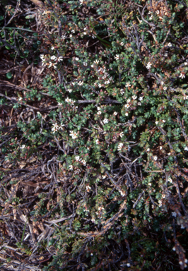 APII jpeg image of Styphelia attenuata  © contact APII